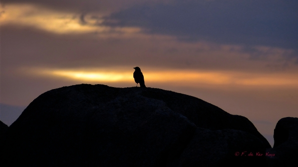 Looking at the sunset